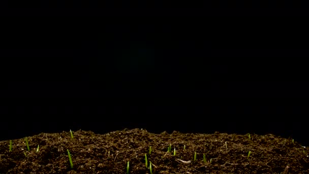 Las semillas de trigo germinan en el suelo — Vídeos de Stock