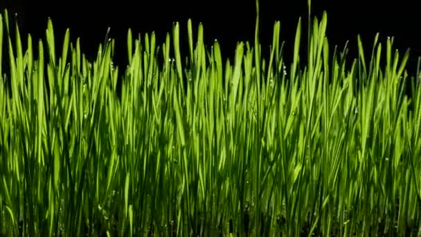 Yeşil buğday filizleri — Stok video