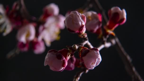 Primavera flores apertura — Vídeos de Stock