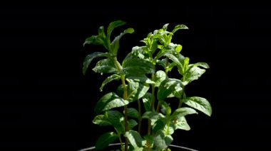 Çiy damlalı organik nane.