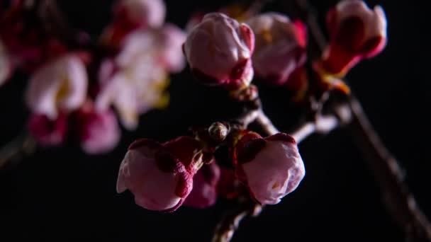 Primavera flores apertura — Vídeos de Stock