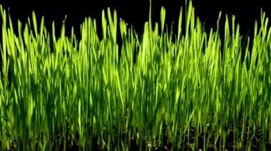 Yeşil buğday filizleri