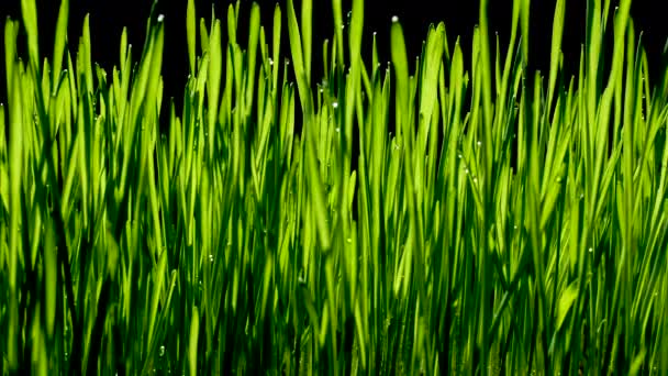 Grüner Weizen keimt — Stockvideo