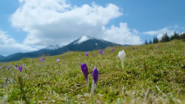 Crocus printaniers dans les montagnes de la carpathie — Video