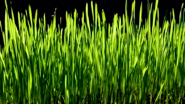 Green wheat sprouts — Stock Video