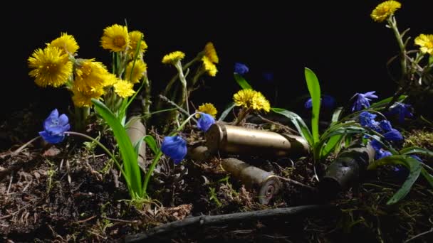 I gusci di mitragliatrice vuoti in fiori fioriti di primavera — Video Stock