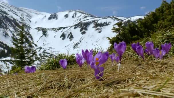 Krokusy wiosenne w Karpatach — Wideo stockowe