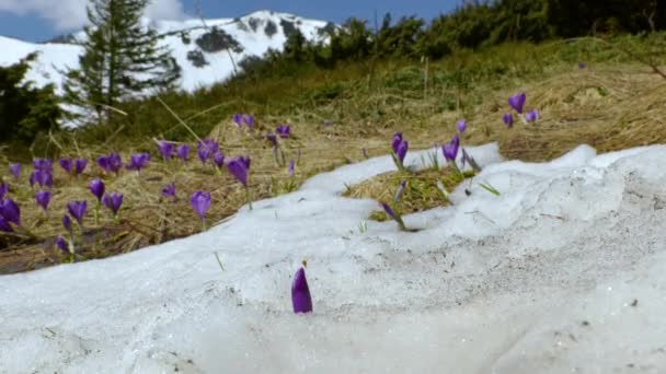 Crocus printaniers dans les montagnes de la carpathie — Video