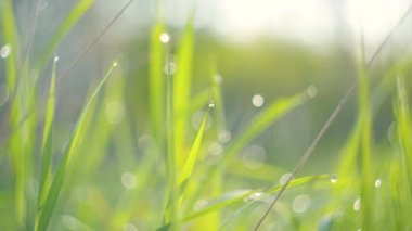 Çiğ damlaları olan taze yeşil çimenler.