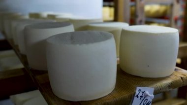 Peynirli süt mahzenindeki raflarda olgunlaşan genç peynir çarkları