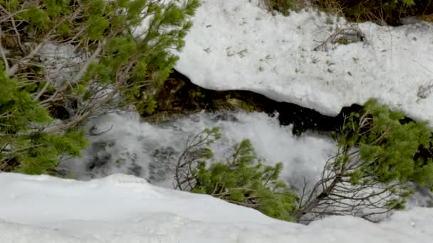 Spring sungai di pegunungan — Stok Video