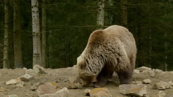 Un grande orso bruno nella foresta — Video Stock