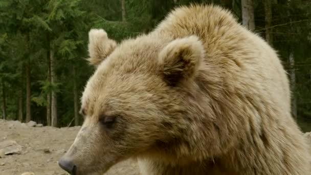 En stor brunbjörn i skogen — Stockvideo