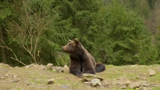 Un gran oso pardo en el bosque — Vídeo de stock