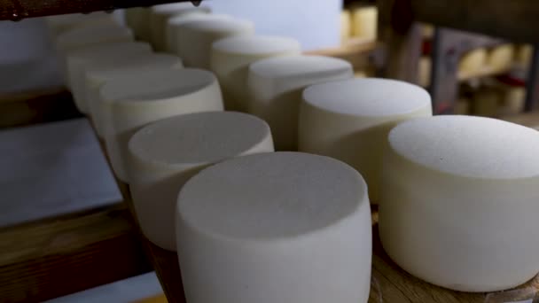 Ruedas de queso joven madurando en estantes en una bodega de quesos — Vídeo de stock