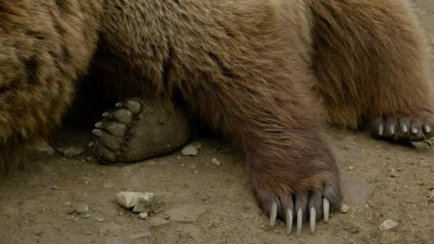 곰의 발을 감는 모습 — 비디오