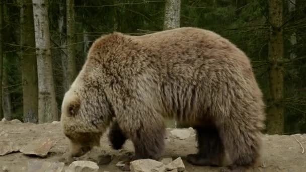 Een grote bruine beer in het bos — Stockvideo