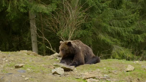 Iso ruskea karhu metsässä — kuvapankkivideo