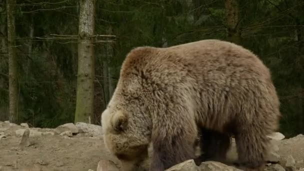 Egy nagy barna medve az erdőben. — Stock videók