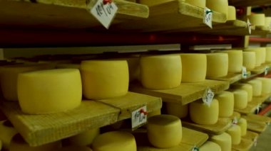 Peynir fabrikasının mahzenindeki raflarda olgunlaşan parmesan peynirlerine bakın.