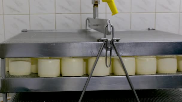 El proceso de elaboración del queso en una fábrica privada de queso. — Vídeo de stock