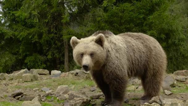 Een grote bruine beer in het bos — Stockvideo