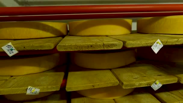 A sajtgyár pincéjében a polcokon érlelődő parmezán sajtkerekeire néző — Stock videók