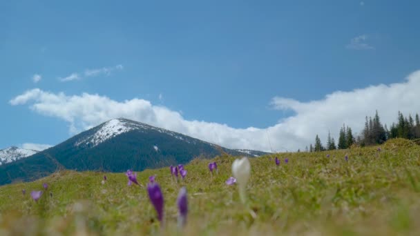 Jovem com uma mochila viaja nas montanhas — Vídeo de Stock
