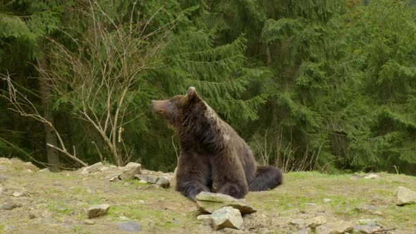 Un gran oso pardo en el bosque — Vídeo de stock