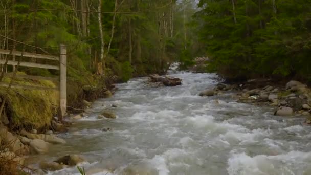 울창 한 숲을 흐르는 산줄기 — 비디오