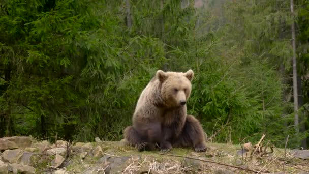 Velký medvěd hnědý v lese — Stock video