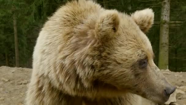 Un gran oso pardo en el bosque — Vídeos de Stock