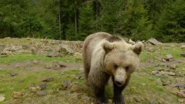 Ormanda büyük kahverengi bir ayı