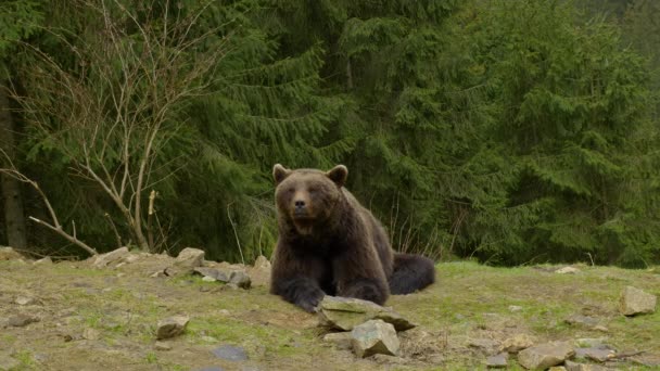 En stor brunbjørn i skogen – stockvideo