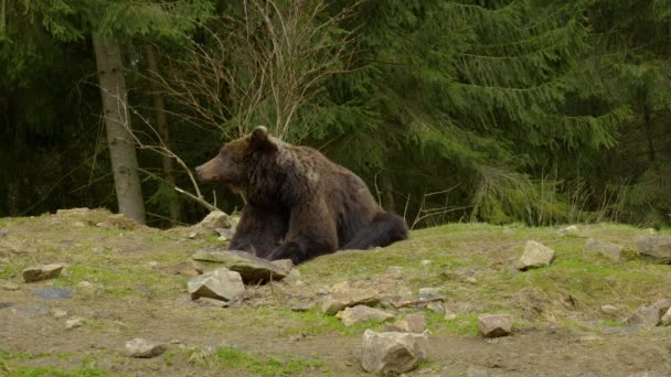 Oso descansa en bosque salvaje — Vídeos de Stock