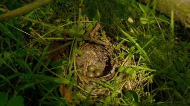 Kuş yuvada yumurtaları kuluçkaya yatar.