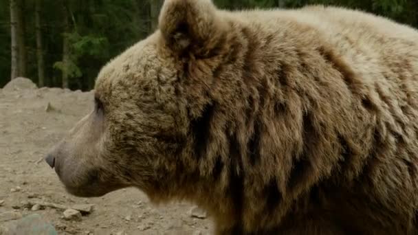 Un gran oso pardo en el bosque — Vídeo de stock