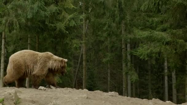 숲 속의 큰 갈색 곰 — 비디오