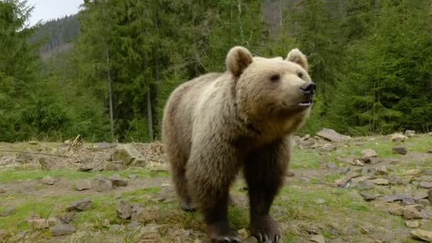 Een grote bruine beer in het bos — Stockvideo