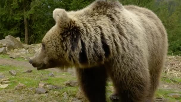 Большой бурый медведь в лесу — стоковое видео
