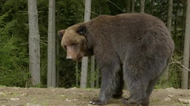 Um grande urso pardo na floresta — Vídeo de Stock