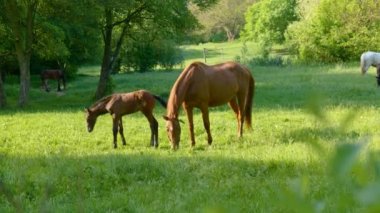 Sabah otlağında at ve tay