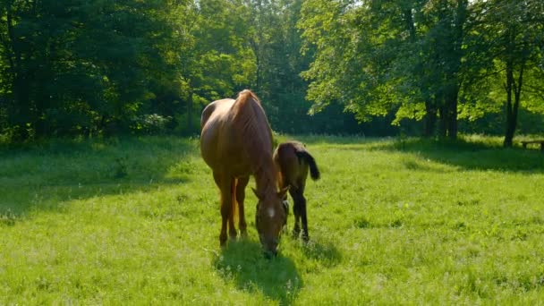 Horse and foal in the morning pasture — Stock Video