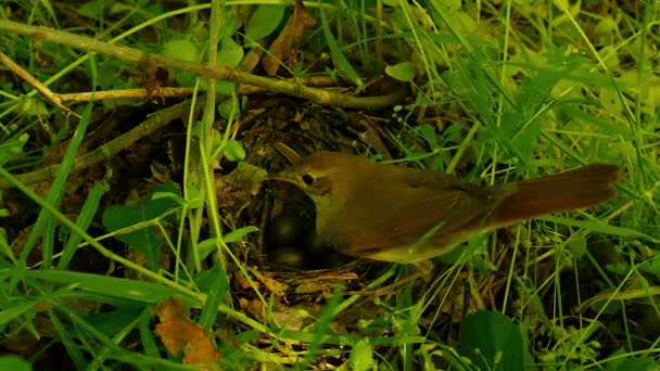 Bird incubates eggs in the nest — Stock Video