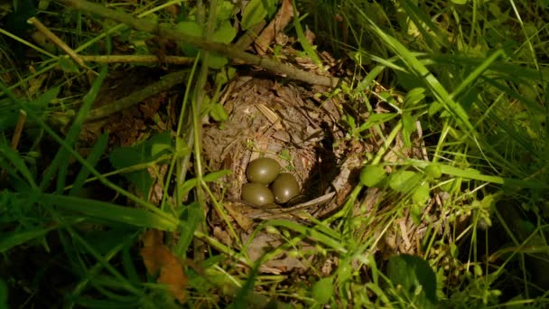 Vogel broedt eieren in het nest — Stockvideo