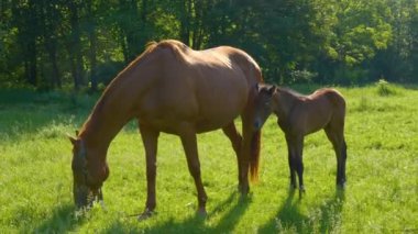 Sabah otlağında at ve tay