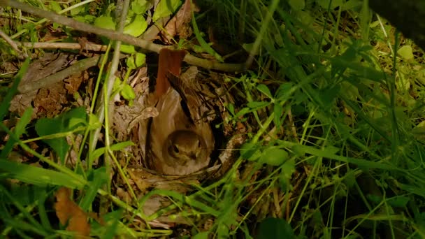 Vogel broedt eieren in het nest — Stockvideo