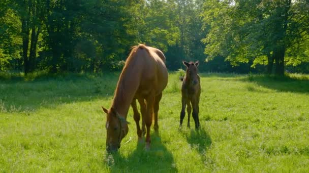 Koń i źrebak na pastwisku porannym — Wideo stockowe