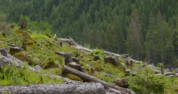 Вырубленный лес в горах — стоковое видео