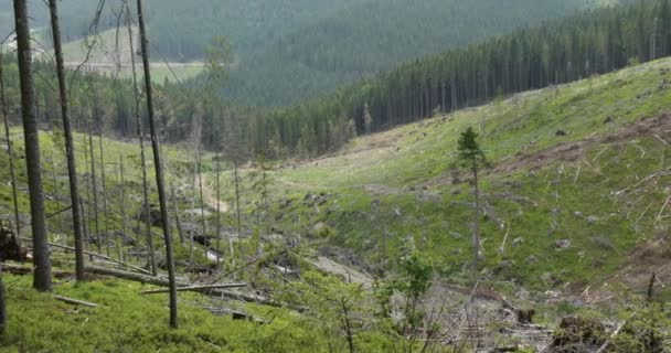 Gefällter Wald in den Bergen — Stockvideo